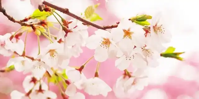 鳥取県立生涯学習センター（県民ふれあい会館）