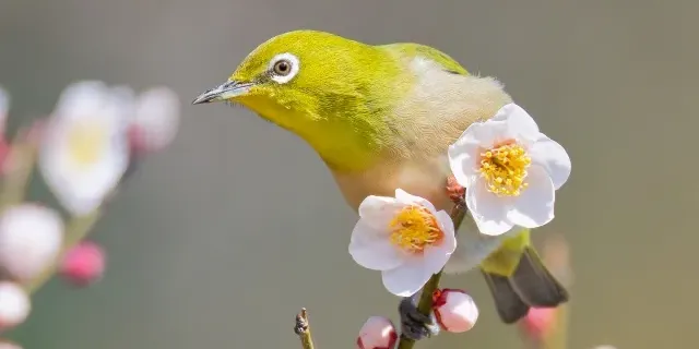 湖山池 青島公園